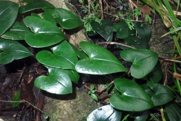 What are the health benefits of Asarum Sieboldii Extract?